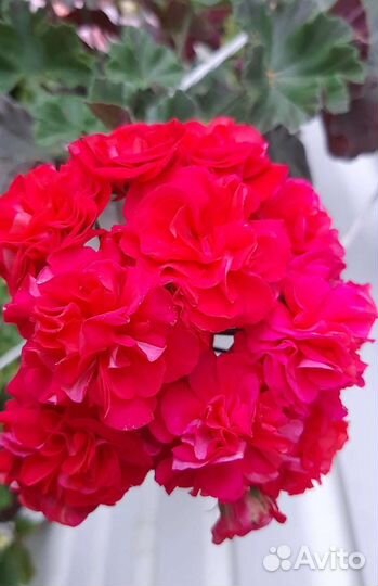 Пеларгонии сортовые