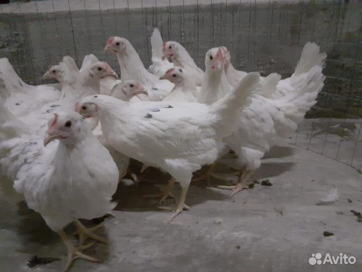 Куры Несушки