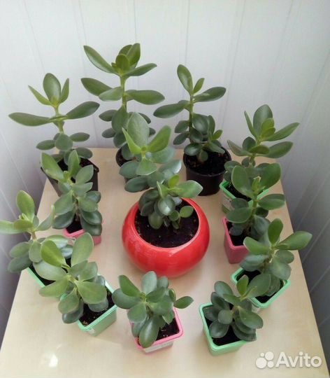 Денежное дерево /Толстянка /Крассула (Crassula)