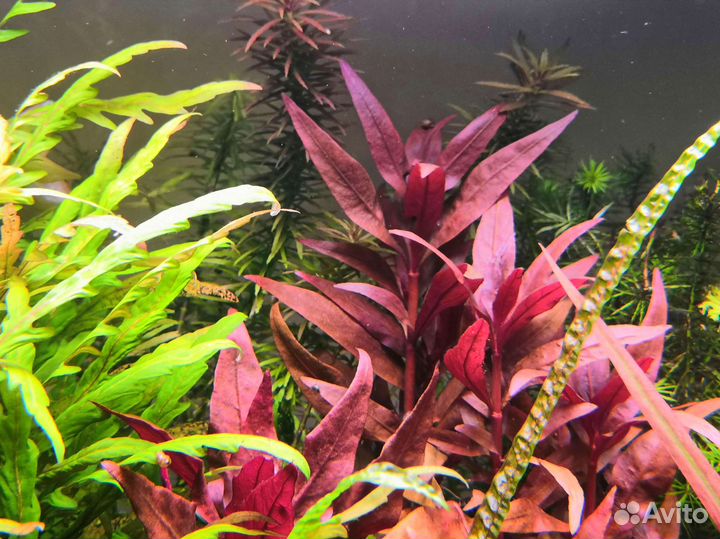 Растения аквариумные