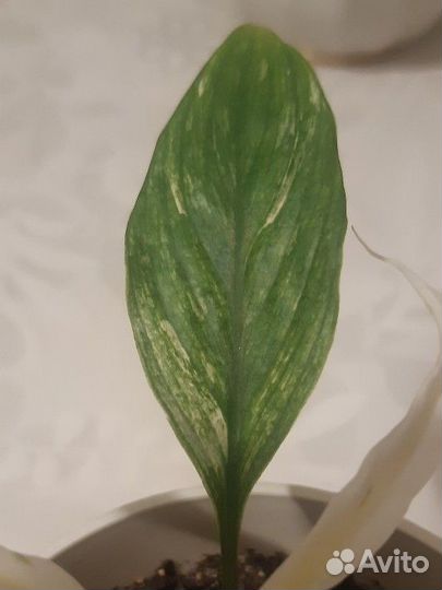 Спатифиллум Нью Ван