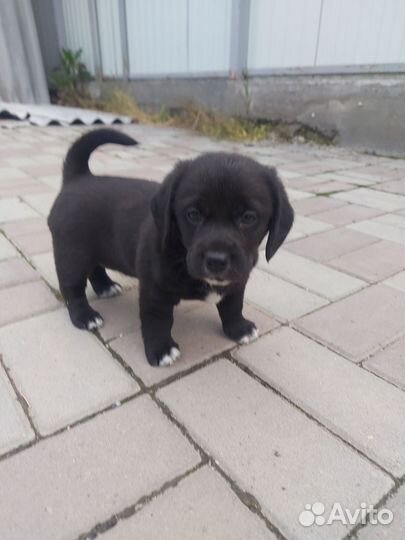 Собаки щенки бигль