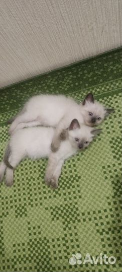 Сиамская кошечка