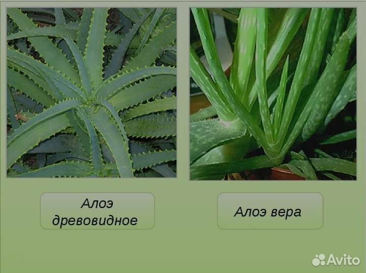 Алоэ древовидное
