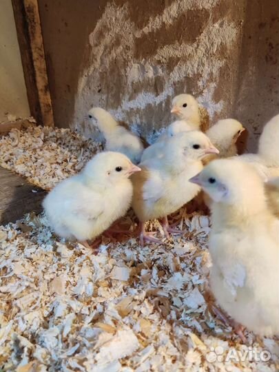 Цыплята бройлеры кобб 500