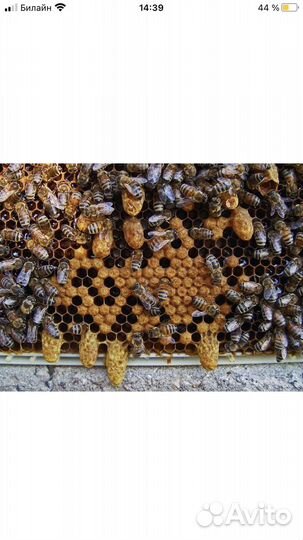 Улей дадан 12