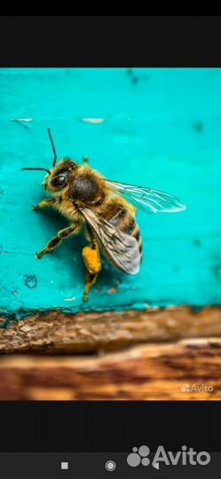 Пчела пакеты