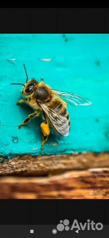 Пчела пакеты