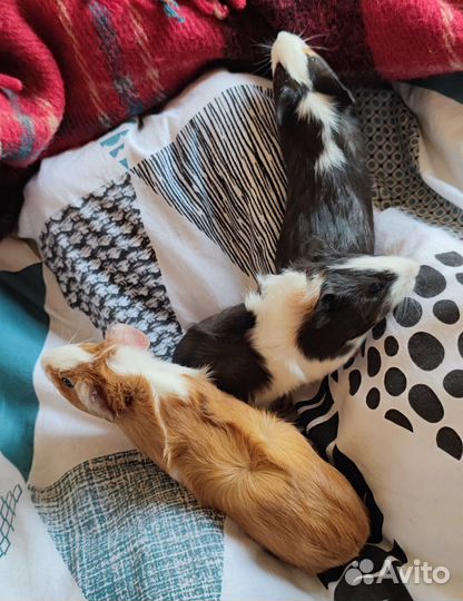 Морские свинки малыши