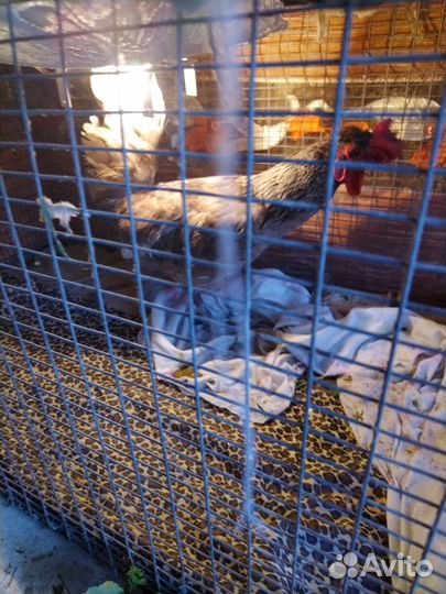 Петух породистый