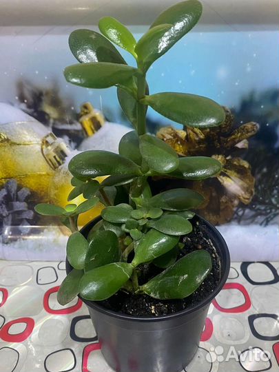 Комнатные растения