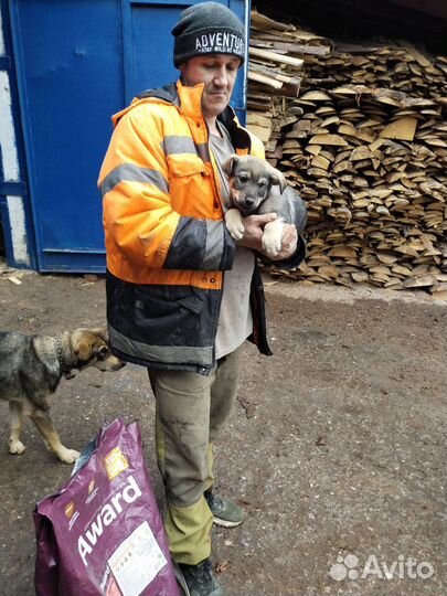 Щенки отличной сторожевой собоки