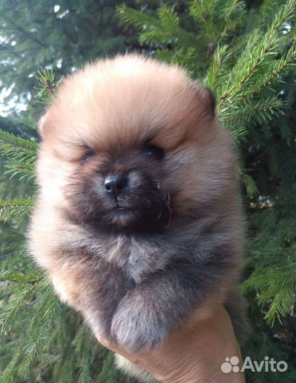 Щенки шпица