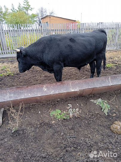 Продам бычков