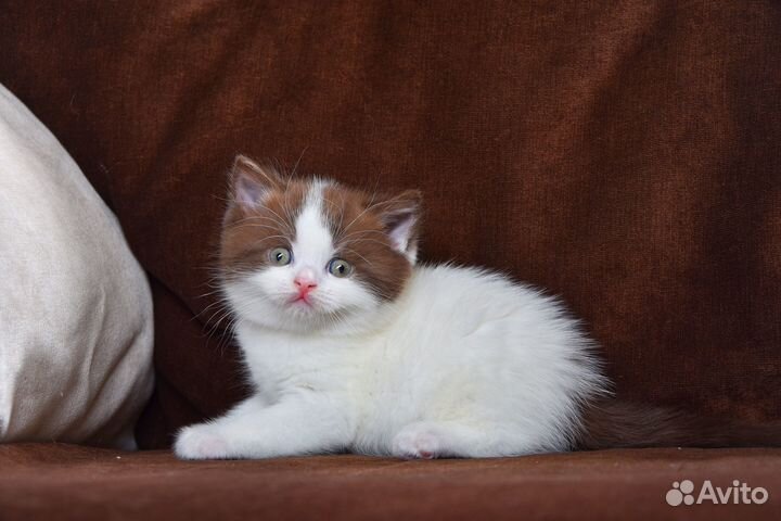 Британский шоколадный арлекин