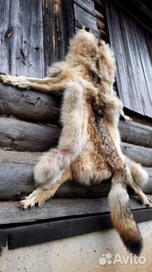 Шкура волка
