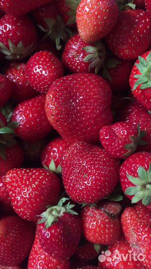 Саженцы клубники-перспективные сорта