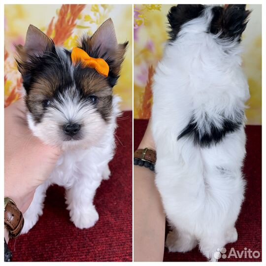 Бивер кукольный мальчик