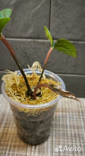 Антуриум люксурианс