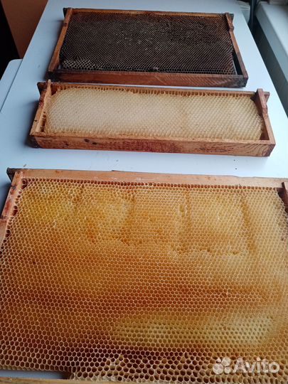 Сушь для пчел