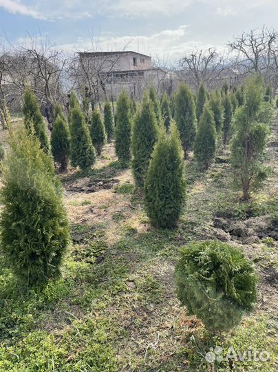 Туи смарагд, ель голубая