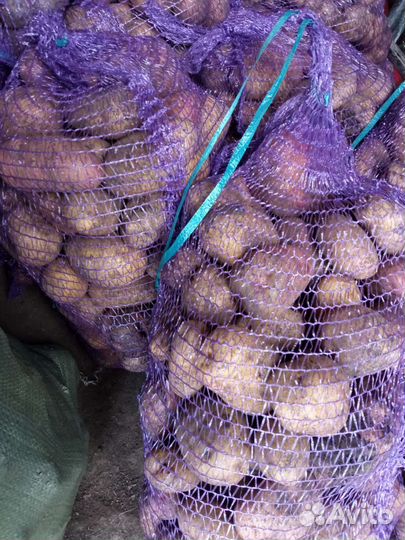 Продам картофель разносортный