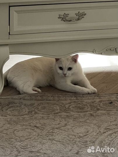 Шотландский кот