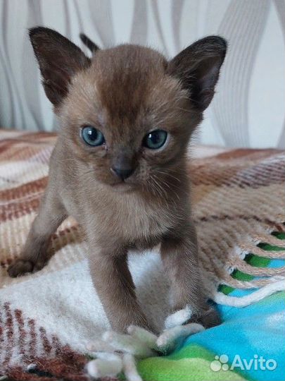 Бурманские котята