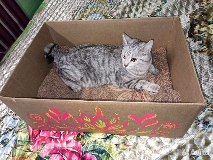 Отдам кошку Бобтейл и кота