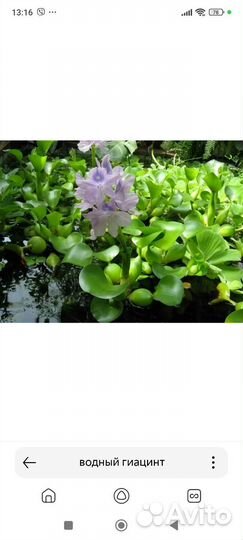 Водный гиацинт