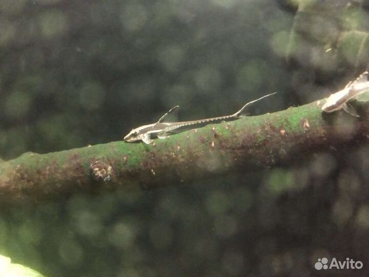 Стурисома панамская