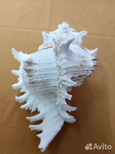 Ракушка морская большая