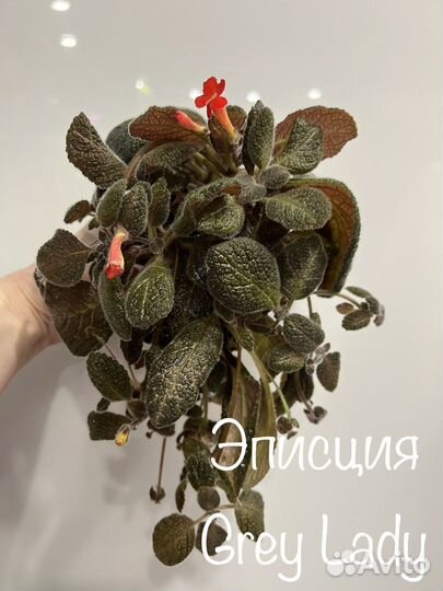 Комнатные растения