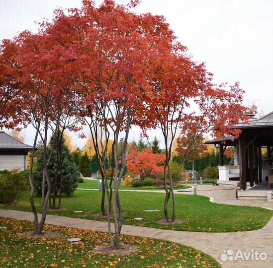 Ирга ламарка Высота от 150см