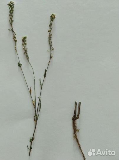 3 пождорожника. Гербарий