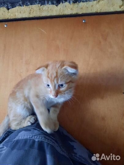Вислоухие котята в добрые руки
