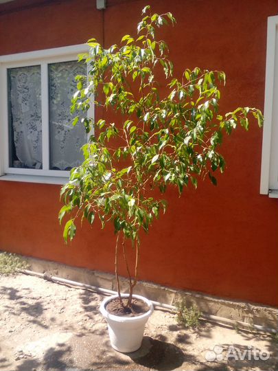 Фикус бенджамина большой