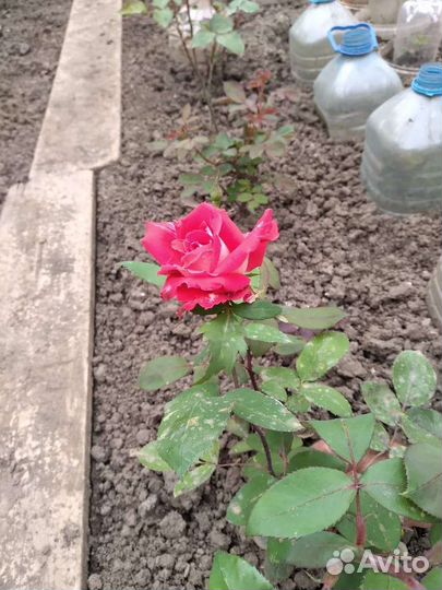 Саженцы Роз 7 сортов