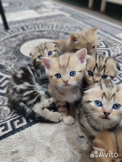 Шотландские котята