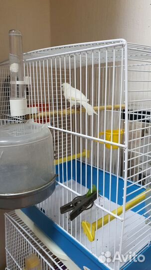 Кенара и канарейки