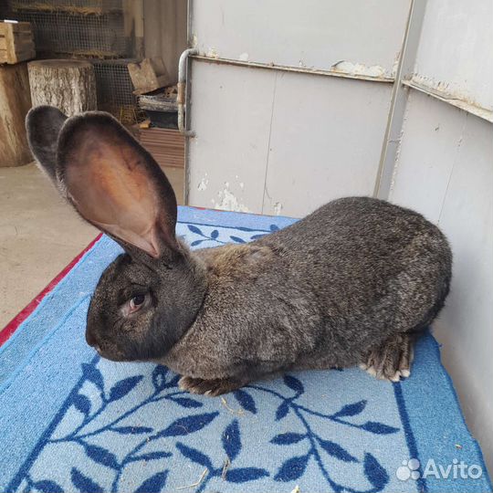 Продажа кроликов