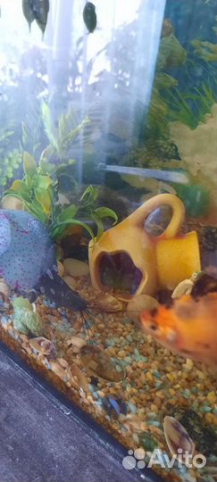 Аквариум с рыбками