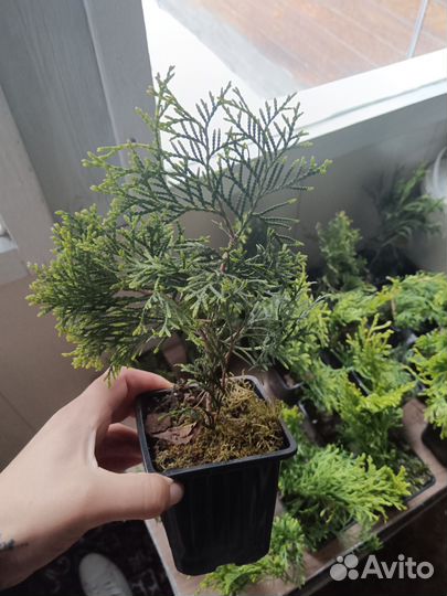 Туя смарагд саженцы (цена снижена)