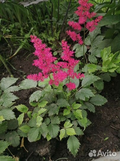 Красивые астильбы, тенелюбивые многолетники