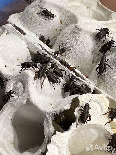 Кормовые насекомые