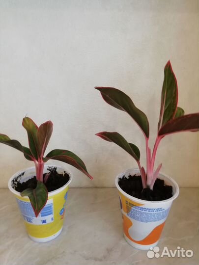Продам цветы домашние аглаонема