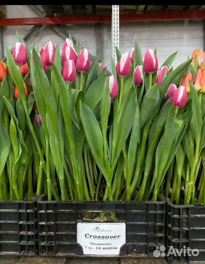 Луковица тюльпанов оптом 12;14+для выгонки