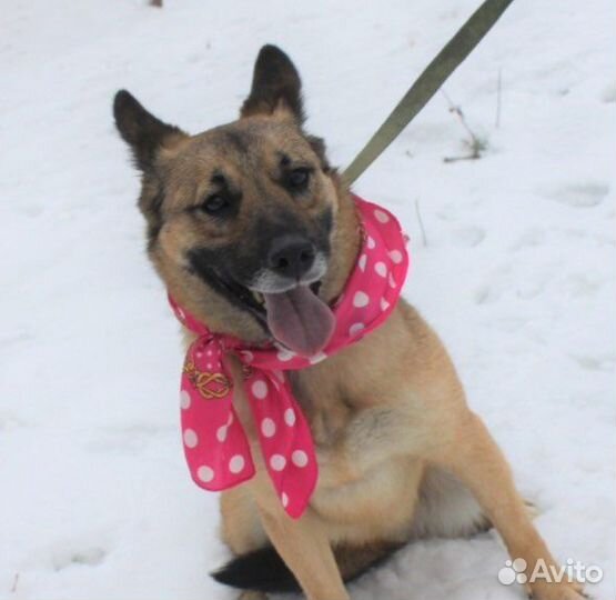 Собака в добрые руки, Ларочка