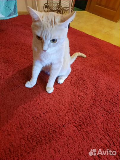 Кот в добрые руки