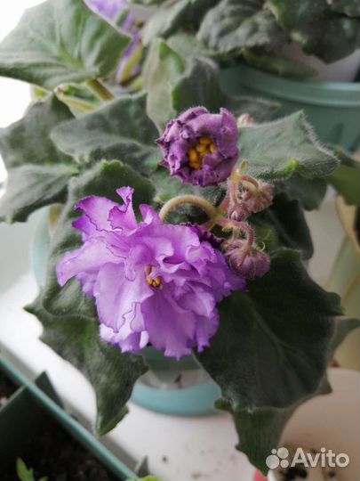 Фиалки - семполии